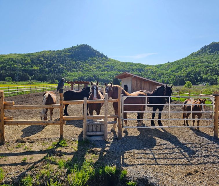 La Vallée: a Charming Introduction to Horseback Riding - Experience Highlights