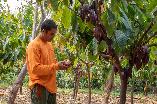 Lahaina: Maui Kuia Estate Guided Cacao Farm Tour and Tasting - Customer Reviews and Recommendations