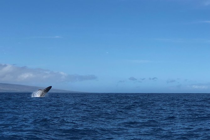 Lahaina Small-Vessel Whale-Watching Experience  - Maui - Inclusions and Meeting Details