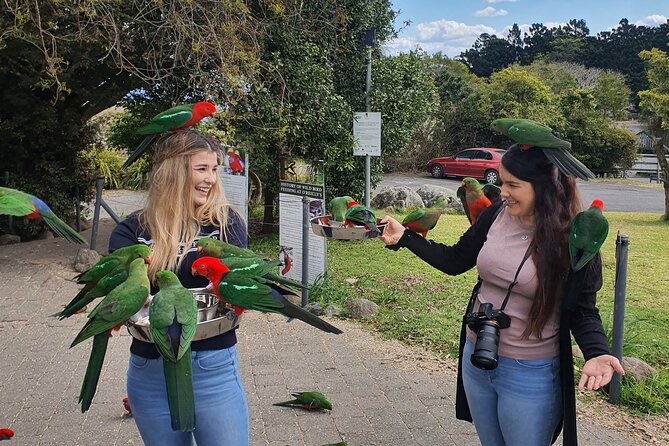 Lamington National Park, OReillys & Vineyard Tour - Itinerary Details