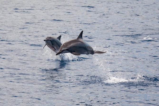 Lanai Snorkel and Dolphin Watch From Maalaea - Cancellation Policy Details