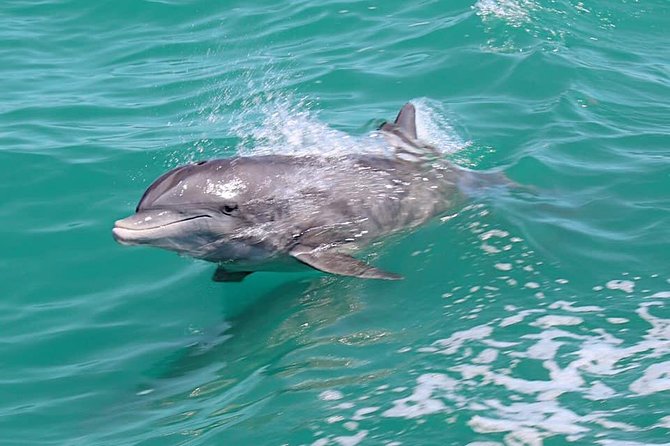 Little Toot Dolphin Adventure at Clearwater Beach - Inclusions
