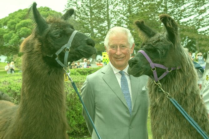 Llama Trek (Half-day) - Kaikoura Bay, Beaches & Seal Colony - Enjoy Scenic Mountain and Coastal Views