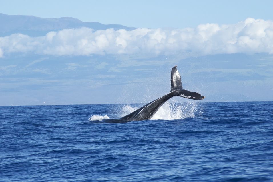Maalaea: Small Group 2-Hour Whale Watch Experience - Maalaea: Winter Home for Humpback Whales