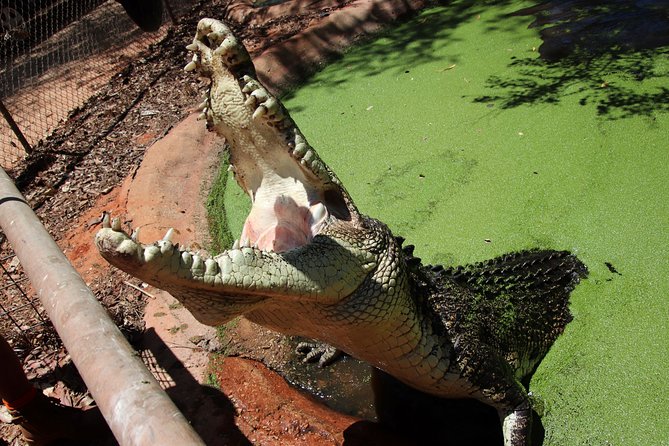 Malcolm Douglas Crocodile Park Tour Including Transportation - Inclusions and Exclusions