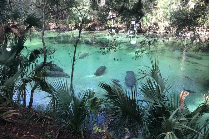 Manatee Discovery Kayak Tour for Small Groups Near Orlando - Preparation and Additional Info