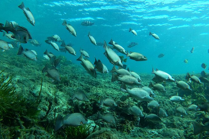 Manatee Snorkeling Crystal River Florida Semi-Private - Booking Information