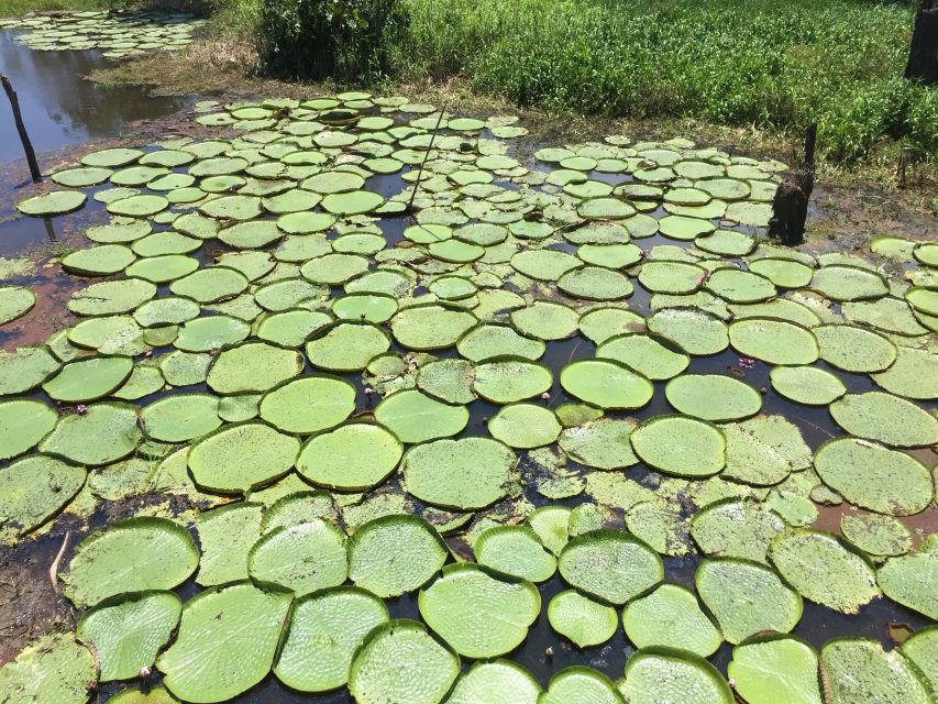 Manaus: Old City Guided Tour Plus Amazon River Boat Tour - Booking Details