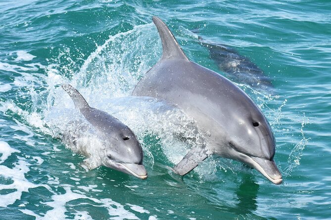 Mandurah Dolphin Cruise & Views - Wildlife Encounters