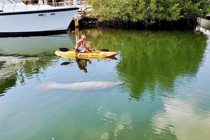 Mangroves and Manatees - Guided Kayak Eco Tour - Booking Information