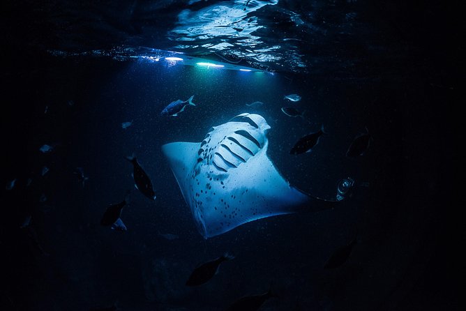 Manta Mania - Manta Ray Night Snorkel - Small-Group Experience In Kona, Hawaii - Customer Reviews and Overall Experience