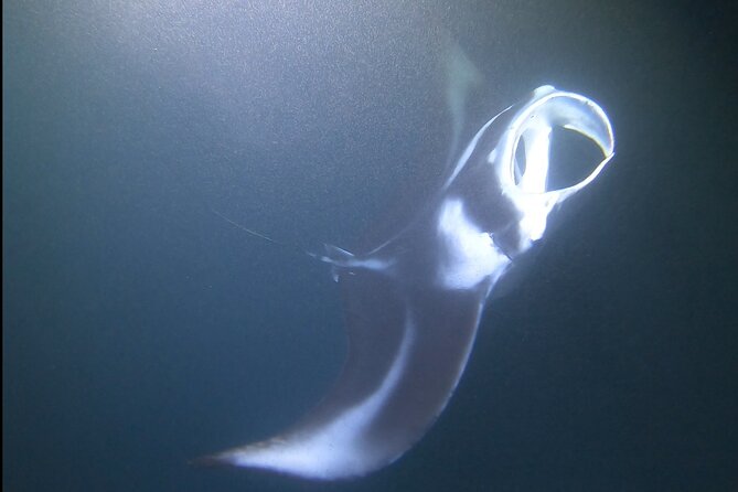 Manta Ray Night Snorkel at Kona, Big Island - Inclusions and Logistics