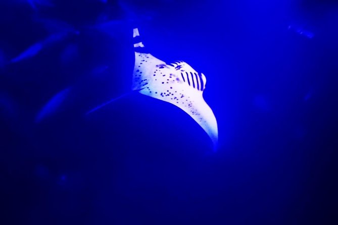 Manta Ray Night Snorkel in Kona - Meeting Details