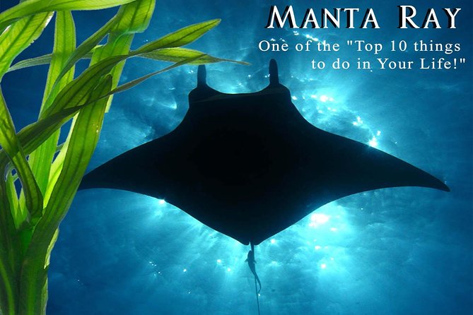 Manta Ray Snorkel Moonlight Kona Hawaii- Small Group - Experience Overview