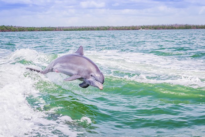 Marco Island Dolphin Sightseeing Tour - Dolphin Spotting Experiences
