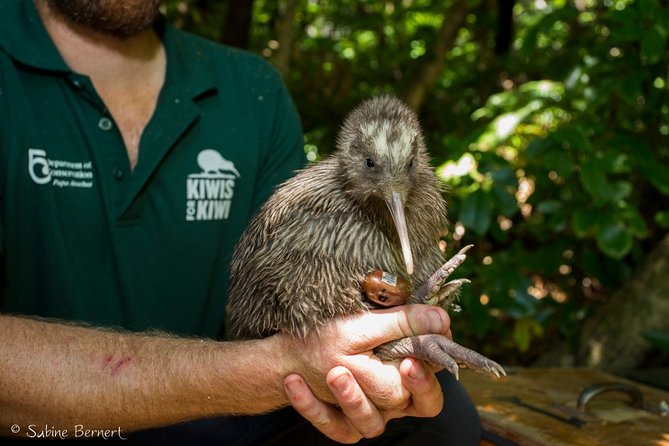 Marlborough Sounds Ultimate Cruise - Wildlife Spotting Opportunities