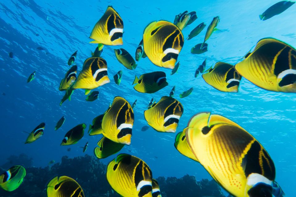 Maui: Beginner Discovery Scuba Dive Excursion From Lahaina - Experience Highlights