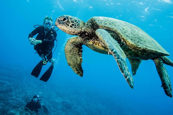 Maui Certified Shore Diving From Lahaina - Meeting Point and Logistics Details