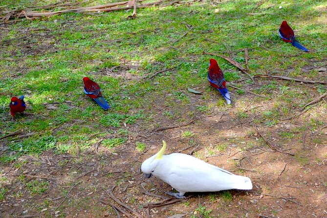 Melbourne Sky High Bush Tour - Discover Unique Wildlife in Melbourne