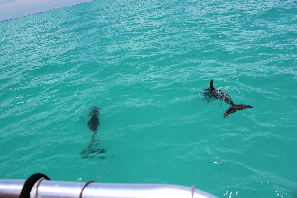 Miami to Key West Shuttle: Dolphin, Snorkeling & More - Transportation