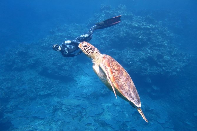 [Miyakojima, Diving Experience] Completely Charter for 2 or More People. Sometimes You Can See Sea Turtles and Sharks - What To Expect