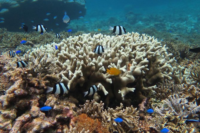 [Miyakojima Snorkel] Private Tour From 2 People Enjoy From 3 Years Old! Enjoy Nemo, Coral and Miyako - Age Requirements