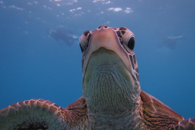 [Miyakojima Snorkel] Private Tour From 2 People Go to Meet Cute Sea Turtle - Booking Confirmation Process