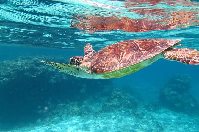[Miyakojima Snorkel] Private Tour From 2 People Lets Look for Sea Turtles! Snorkel Tour That Can Be - Additional Information