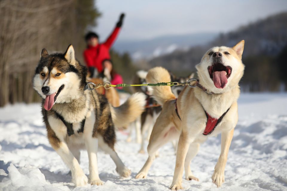 Mont-Tremblant: Dogsledding Experience - Experience Highlights