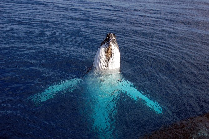 Monterey Bay Whale Watching - Whale Species You May See