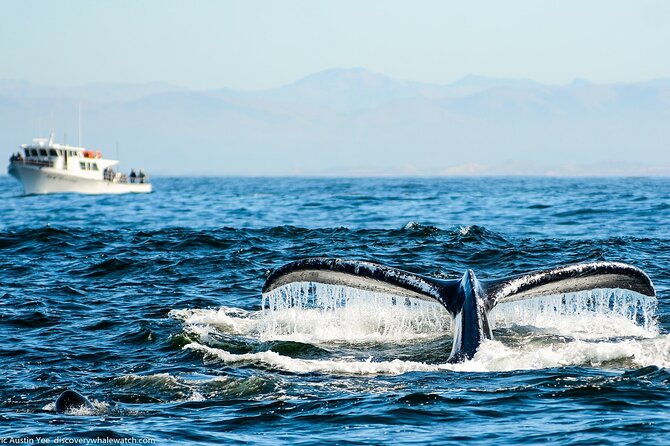 Monterey, California Family-Friendly Whale-Watching Boat Tour  - Monterey & Carmel - Meeting and Logistics