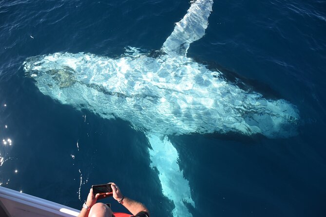 Mooloolaba Whale Watching Cruise - Inclusions