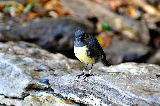 Motuara Island Bird Sanctuary and Ship Cove Cruise From Picton - Logistics and Meeting Point