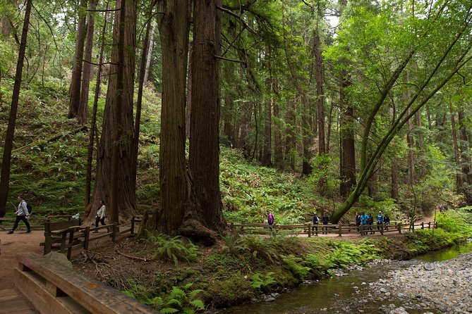Muir Woods & Sausalito Half-Day Tour (Return by Bus or Ferry From Sausalito) - Unique Features