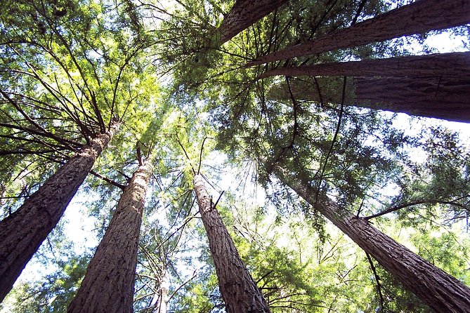 Muir Woods Tour of California Coastal Redwoods - Sightseeing Highlights