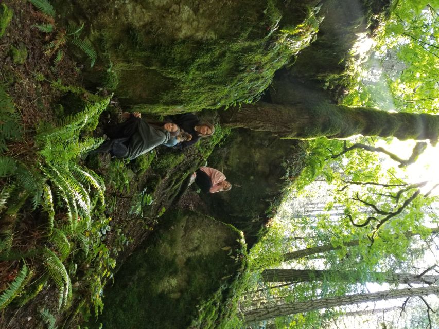 Mystical Rainforest Tour - Forest Magick - Activity Description