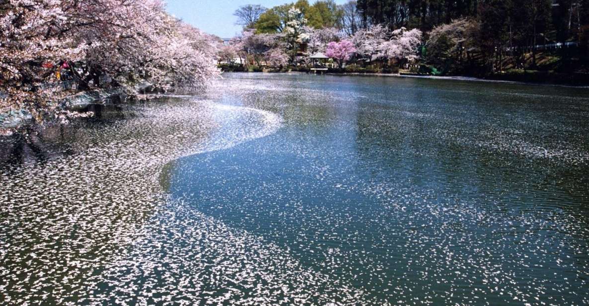 Nagano: 1-Day Snow Monkey & Cherry Blossom Tour in Spring - Experience Highlights and Inclusions