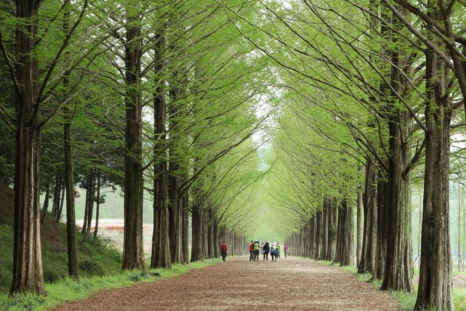 Nami Island & Petite France With Italian Village One-Day Tour - Tour Highlights