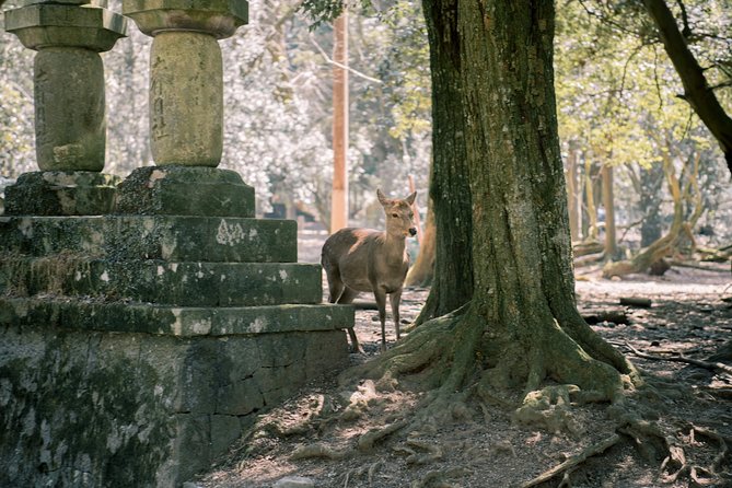 Nara Custom Half Day Tour - Booking Information