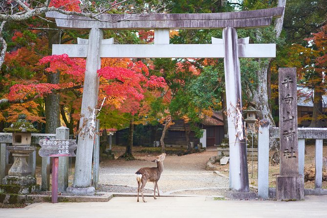 Nara Day Trip From Kyoto With a Local: Private & Personalized - Customized Itinerary