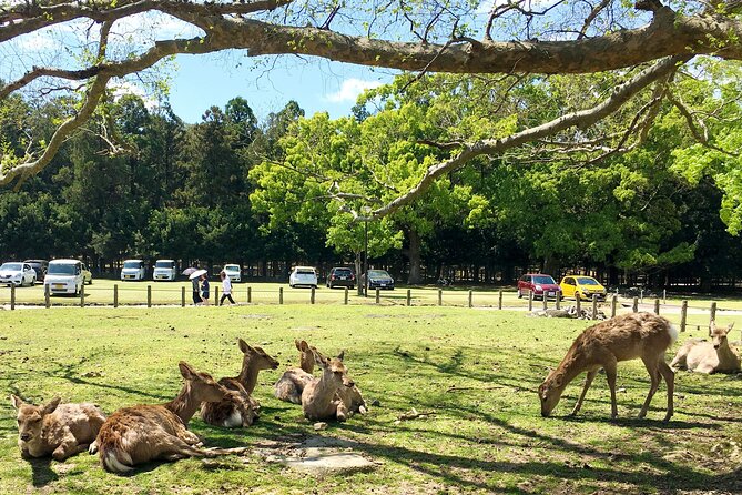 Nara Half Day Walking Tour - Meeting and Pickup Details