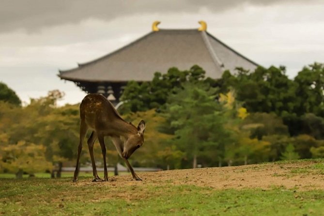 Nara Private Tour by Public Transportation From Osaka - Pricing Information