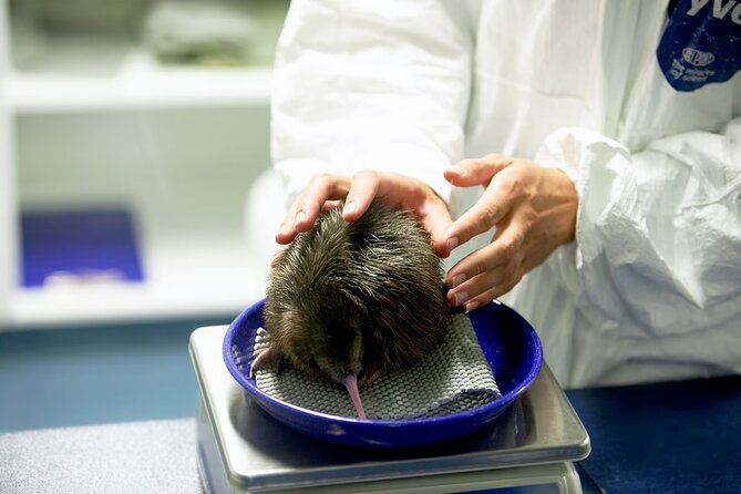 National Kiwi Hatchery - Kiwi Encounter Tour - Conservation Program Insights