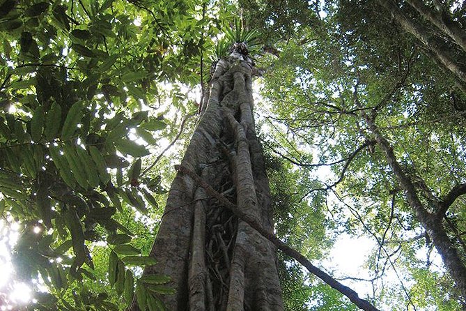 Natural Bridge Glow Worm Night Tour From Gold Coast - Tour Details