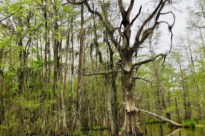 New Orleans Self-Transport Swamp and Bayou Boat Tour - Customer Reviews