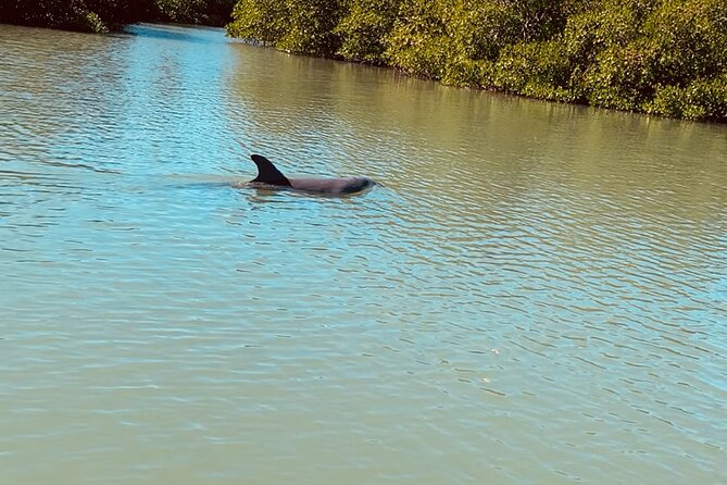 New Smyrna Dolphin and Manatee Adventure Tour - Tour Experience Expectations
