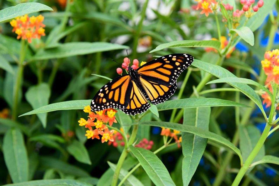 Niagara Falls, Canada: Butterfly Conservatory Admission - Highlights of the Butterfly Conservatory