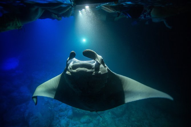 Night Manta Ray Experience - Professional Crew & Services