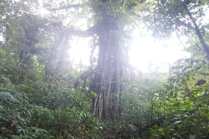 North Bali Twin Lakes Hiking & Canoeing Small-Group Day Tour  - Ubud - Tour Overview and Activities