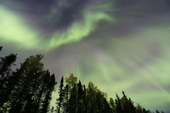 Northern Lights Viewing Including Dinner and 1-Hour Dog Sledding - Dog Sledding Leadership Training